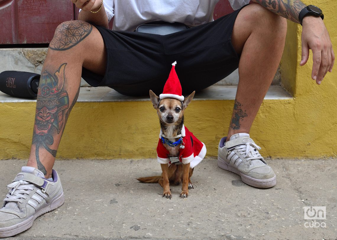 Perrito disfrazado a la usanza navideña en La Habana. Foto: Otmaro Rodríguez.