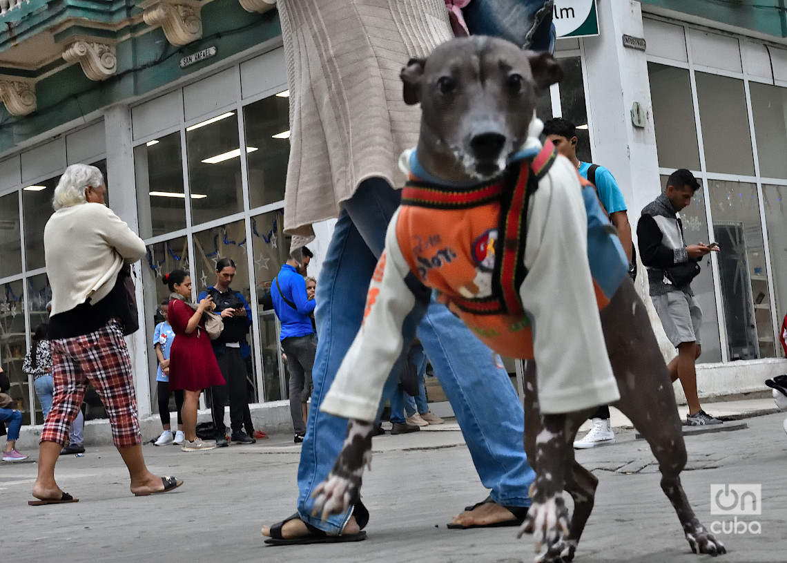 Perro protegido con ropa para el frío en La Habana. Foto: Otmaro Rodríguez.