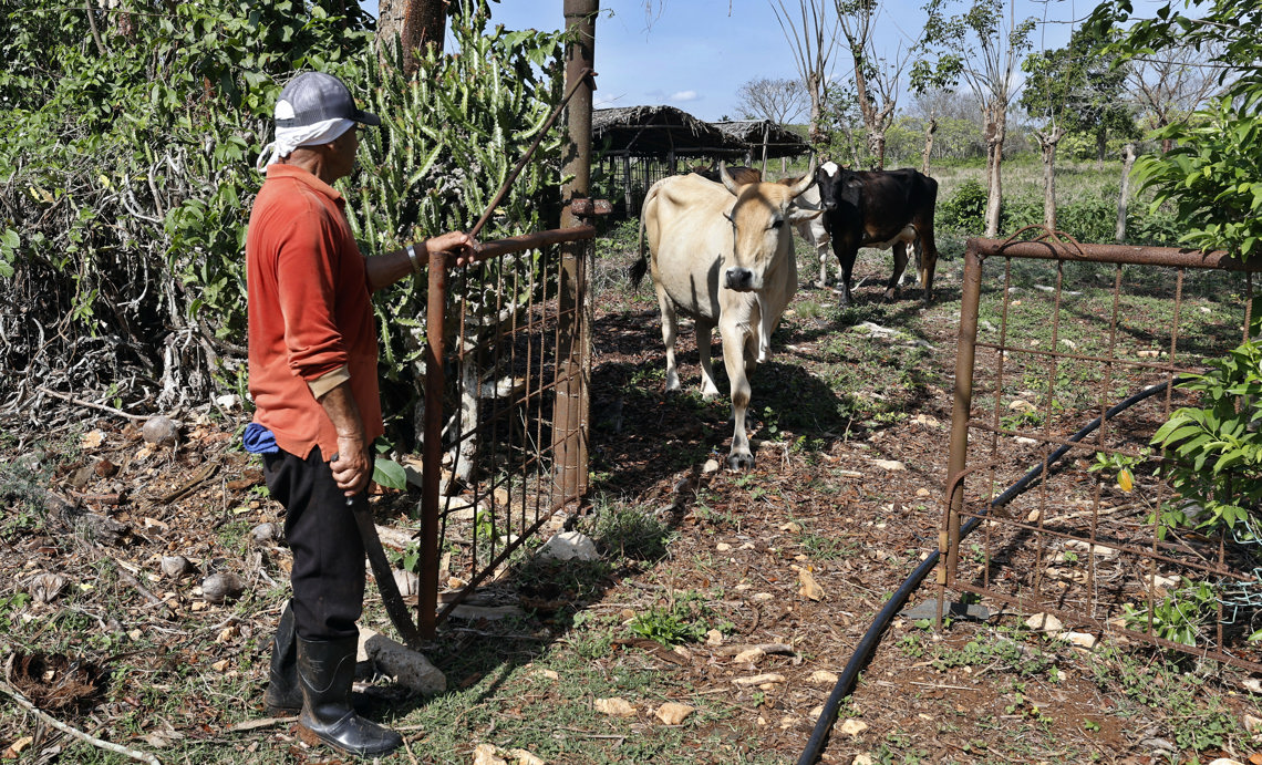 Un campesino junto a sus vacas en un finca en Cárdenas, Matanzas. Foto: Ernesto Mastrascusa / EFE.